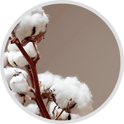 cotton