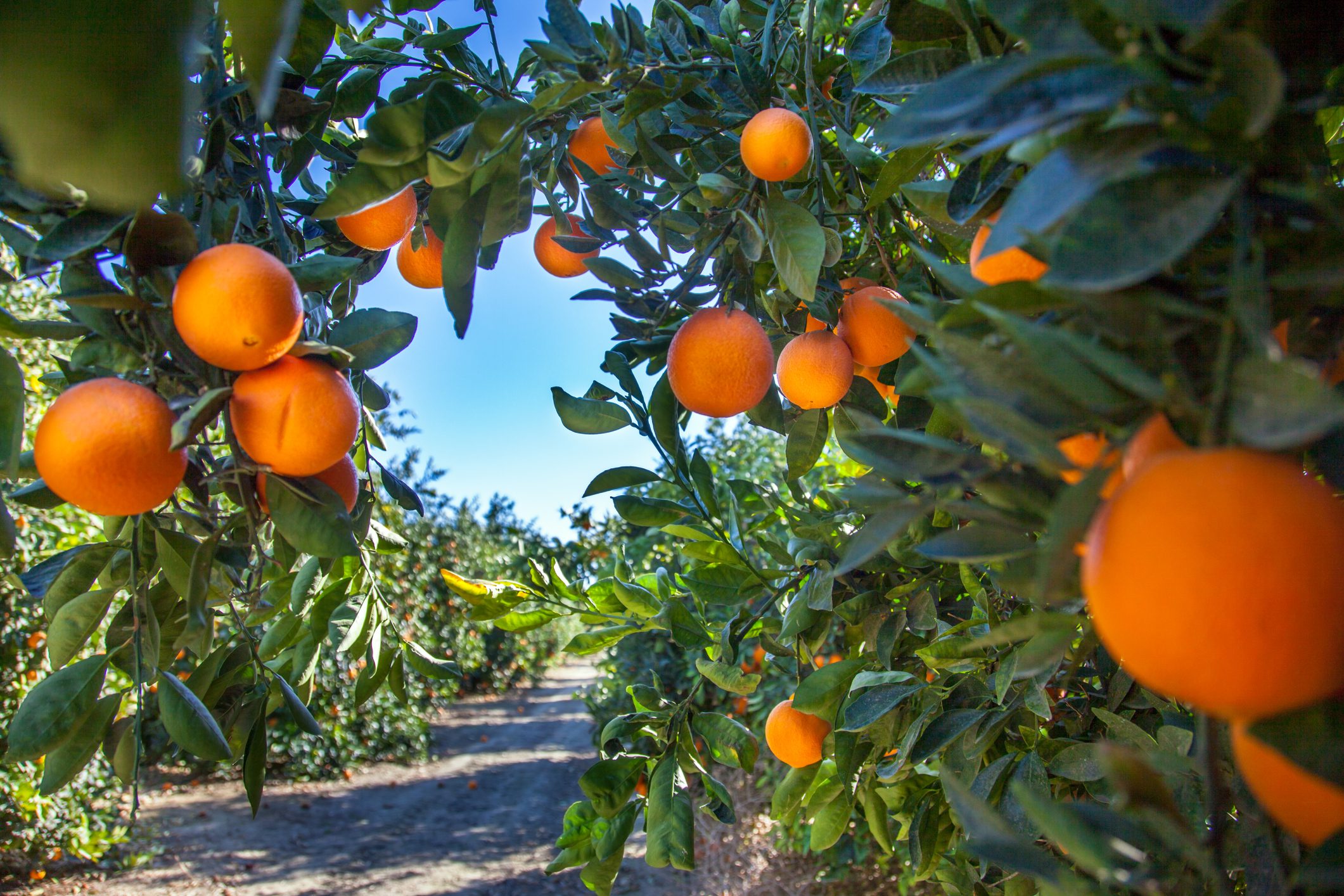 Citrus tariffs cut by China