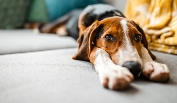 CDC Canine Update